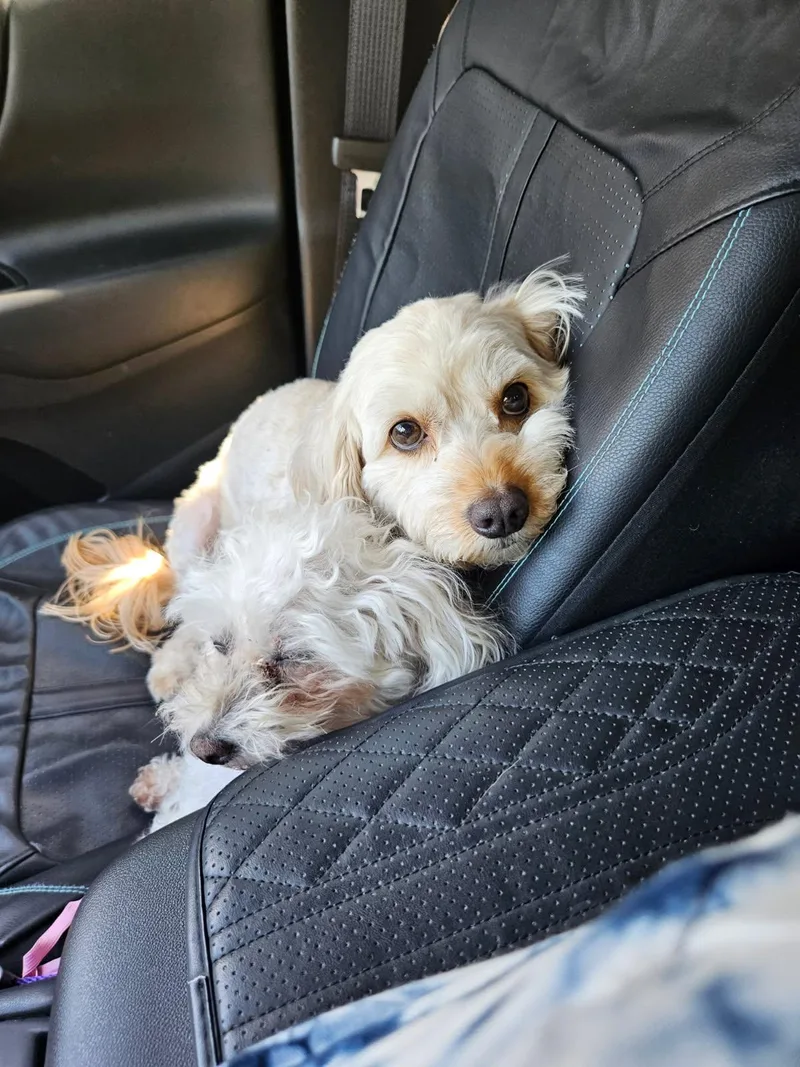 An adult small-sized female Yellow / Tan / Blond / Fawn Cavapoo dog named Rina for adoption in Candler, NC