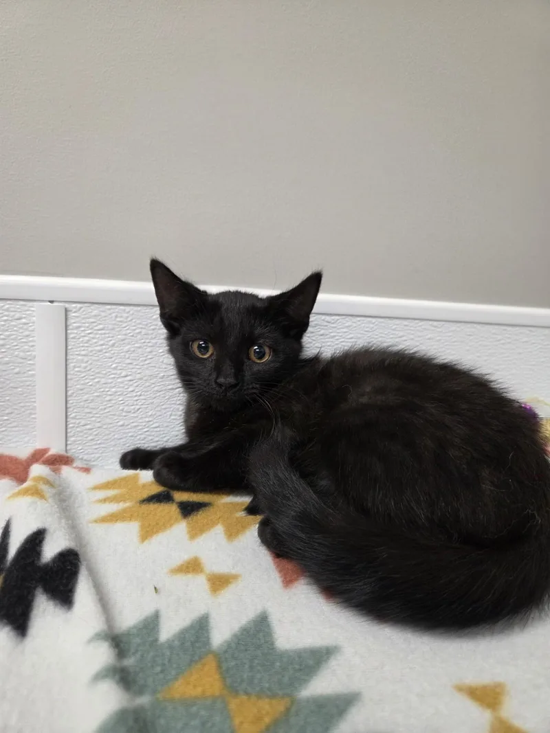 A baby medium-sized female Black Domestic Short Hair cat named WIndex for adoption in Shepherdsville, KY