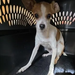 A senior small-sized female White / Cream Mixed Breed dog named Brandy for adoption in Fernandina Beach, FL