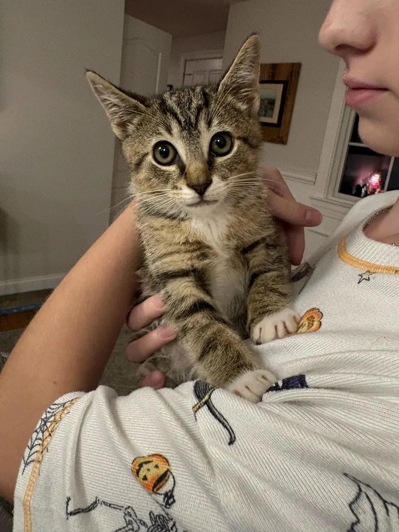 A baby medium-sized male Domestic Short Hair cat named Merlin for adoption in Yardley, PA
