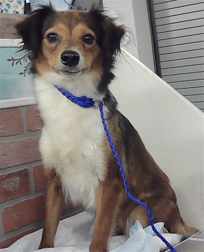 An adult small-sized female Chihuahua dog named Luna for adoption in Houston, TX