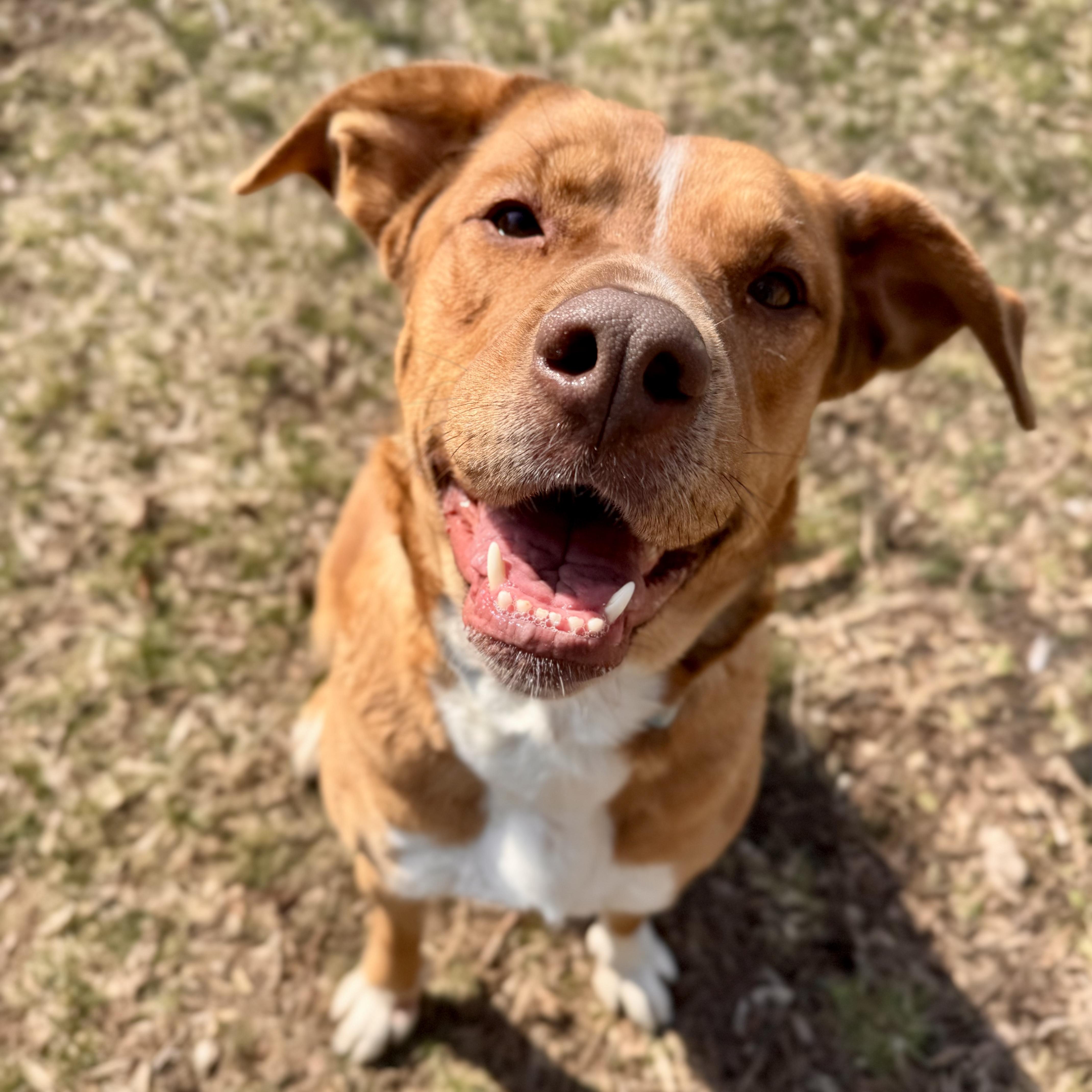 Valkyrie thumbnail 2