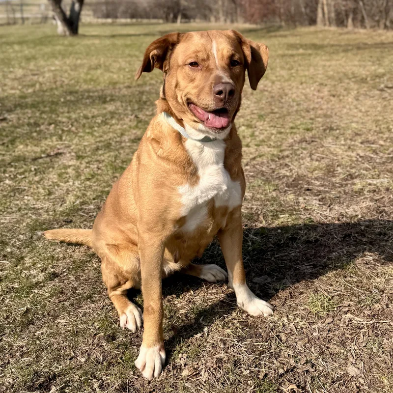 An adult large-sized female Mixed Breed dog named Valkyrie for adoption in Midland, MI