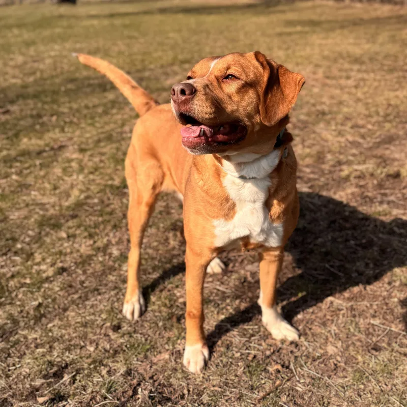 Valkyrie thumbnail 3