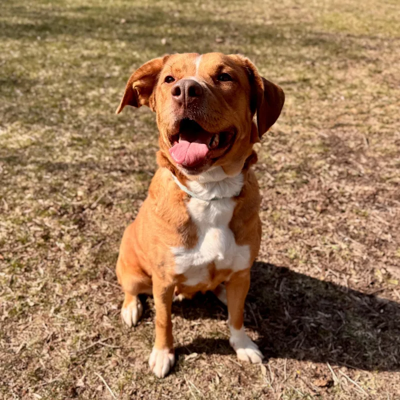 Valkyrie thumbnail 5