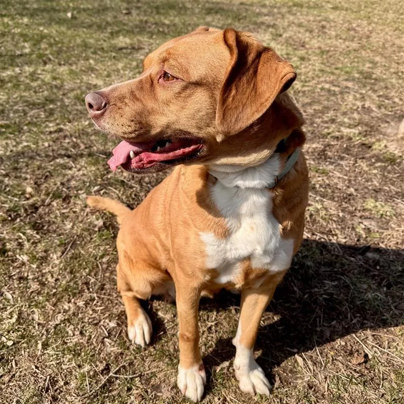 Valkyrie thumbnail 6