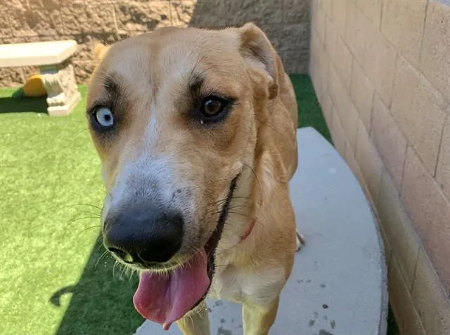 A young medium-sized female Yellow / Tan / Blond / Fawn Shepherd dog named SAVE ME PLEASE Cara for adoption in San Marcos, CA