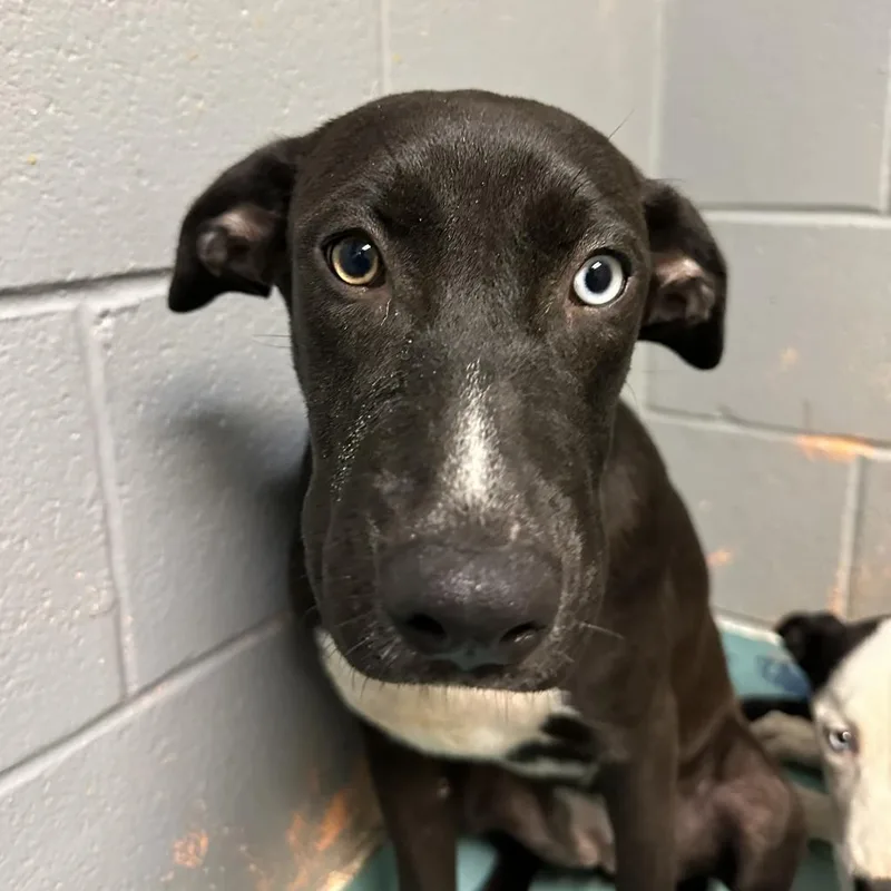 An adult medium-sized female Black Labrador Retriever dog named Laneige for adoption in Austin, TX