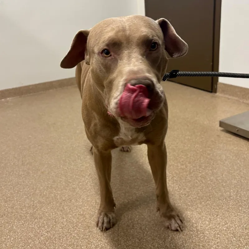 An adult large-sized male Yellow / Tan / Blond / Fawn American Staffordshire Terrier dog named Royce for adoption in League City, TX