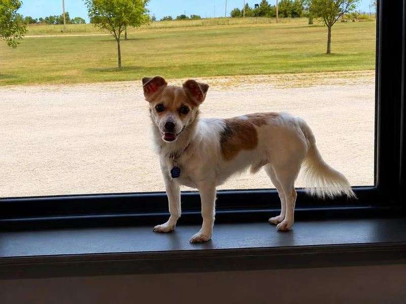 An adult small-sized male Chihuahua dog named Buster chi for adoption in Bartlesville, OK