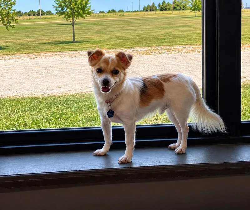Buster chi thumbnail 2
