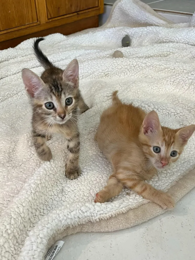 Simon & Susie Bonded thumbnail 2