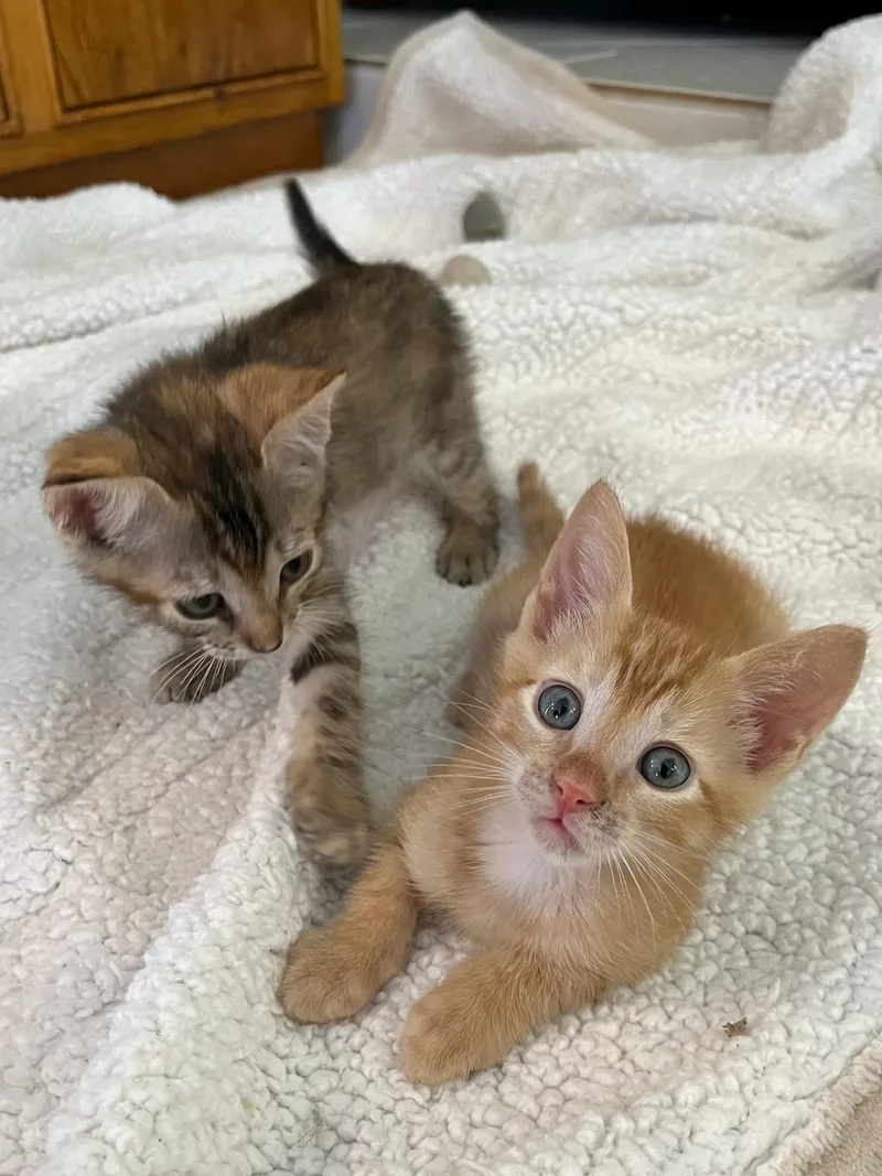 A baby small-sized male Tabby (Orange / Red) Domestic Short Hair cat named Simon & Susie Bonded for adoption in Boca Raton, FL
