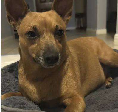 An adult medium-sized male Miniature Pinscher dog named Diego for adoption in Pflugerville, TX