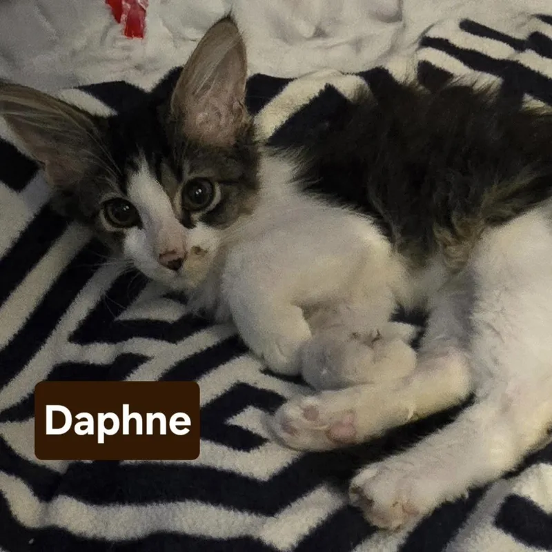 A baby small-sized female Domestic Medium Hair cat named Daphne for adoption in Bentonville, AR