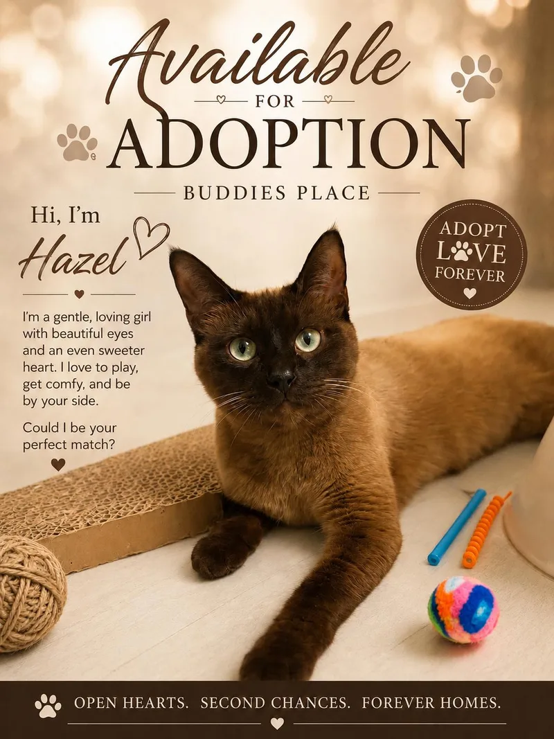 An adult medium-sized female Chocolate Point Siamese cat named Hazel for adoption in Fort Worth, TX