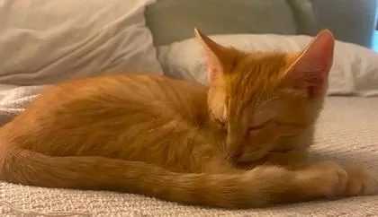 A baby small-sized female Orange / Red Domestic Short Hair cat named Sweet Potato for adoption in Kansas City, MO