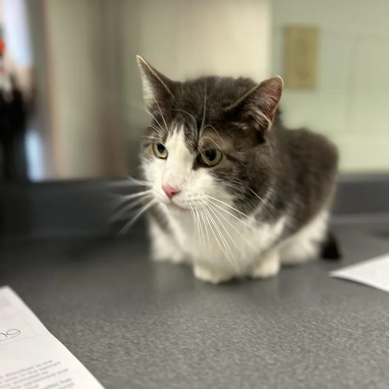 A senior extra large-sized male Gray / Blue / Silver Domestic Short Hair cat named Furb for adoption in Waukesha, WI