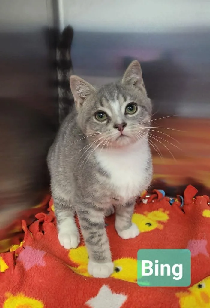 A baby small-sized male Domestic Short Hair cat named Bing for adoption in Richmond, IN