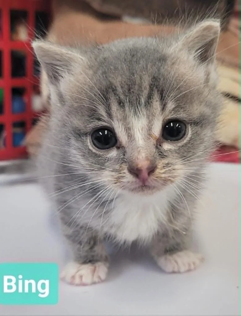 Bing thumbnail 3