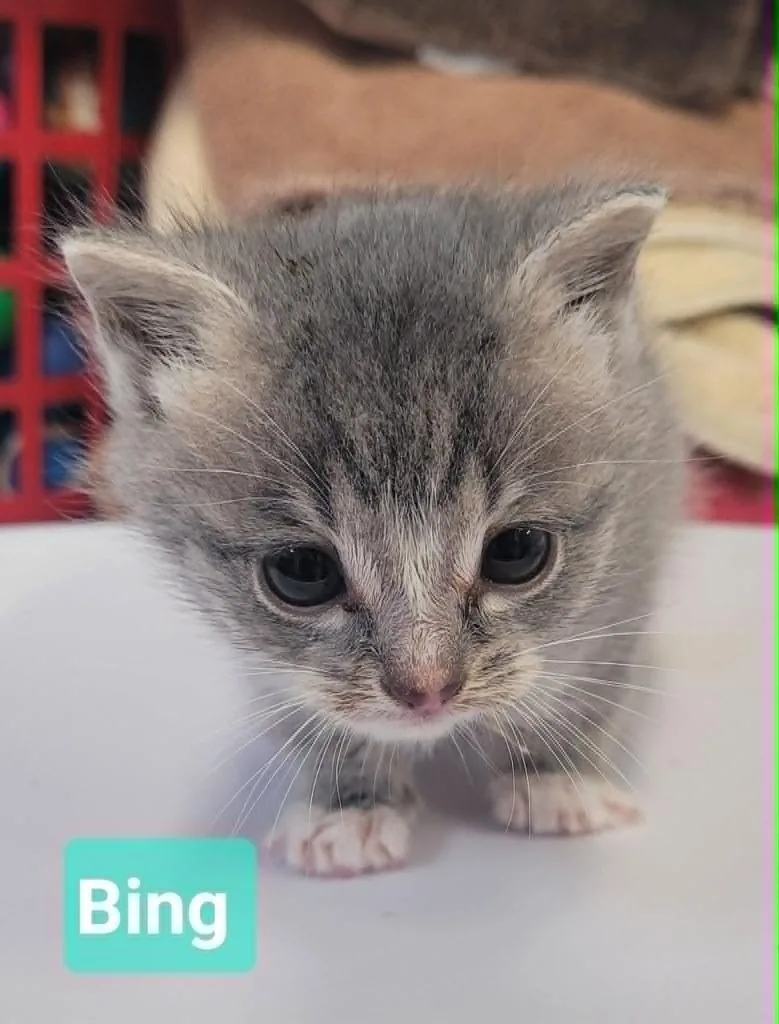 Bing thumbnail 4