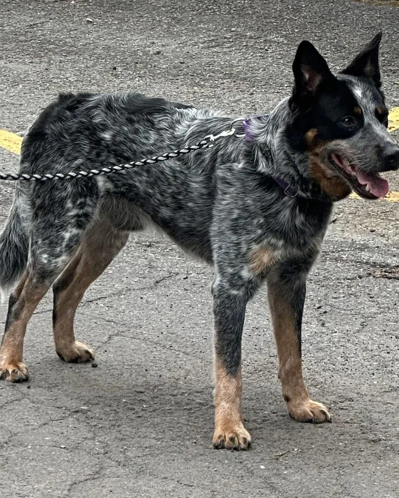 Otis