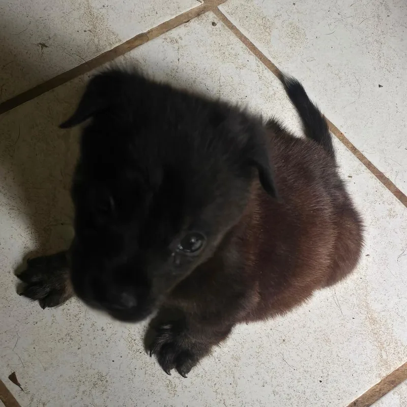 A baby medium-sized male Gray / Blue / Silver Mixed Breed dog named Blue for adoption in Frederiksted, VI
