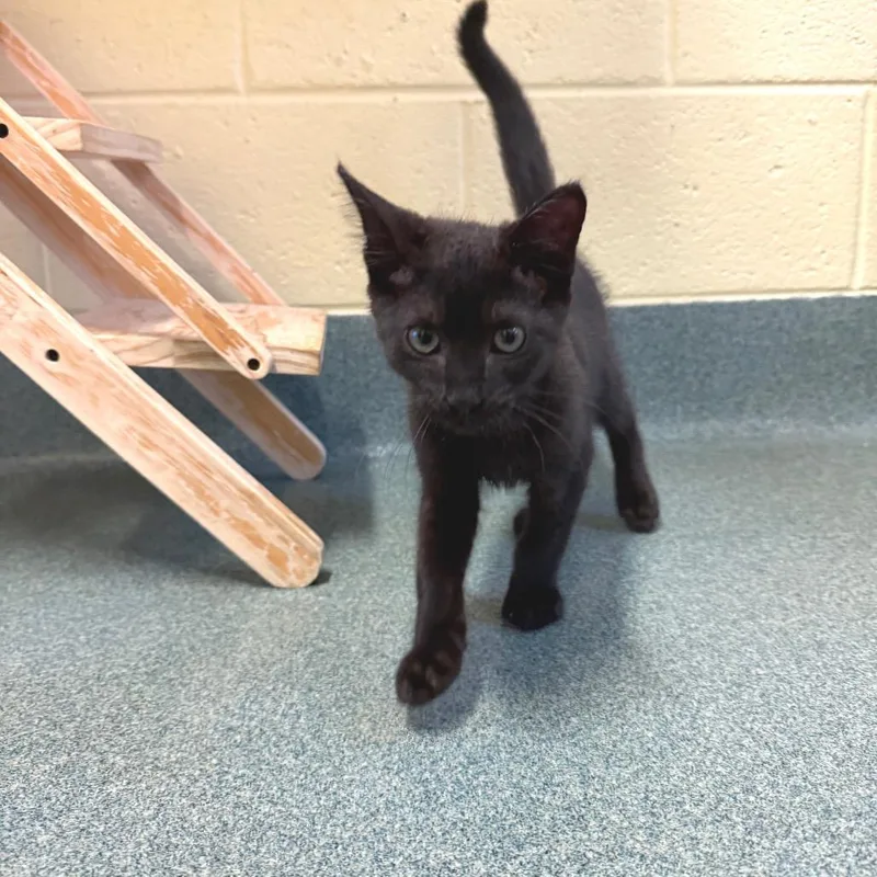 A baby small-sized male Black Domestic Short Hair cat named Matty for adoption in Naples, FL