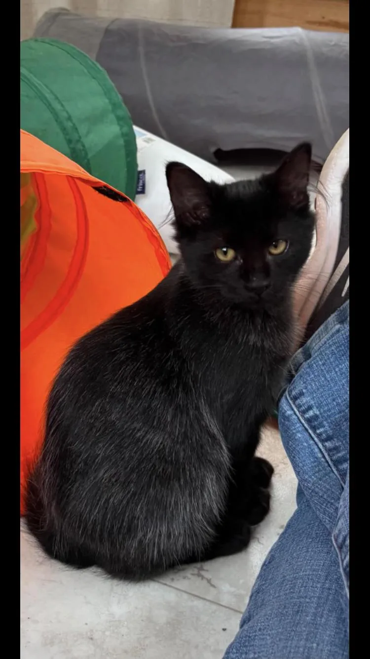 A baby medium-sized male Domestic Short Hair cat named Smokey for adoption in St. Ignace, MI