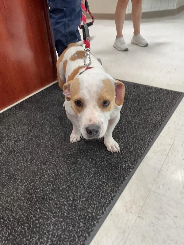 An adult medium-sized female White / Cream Mixed Breed dog named Daisy for adoption in Hobbs, NM