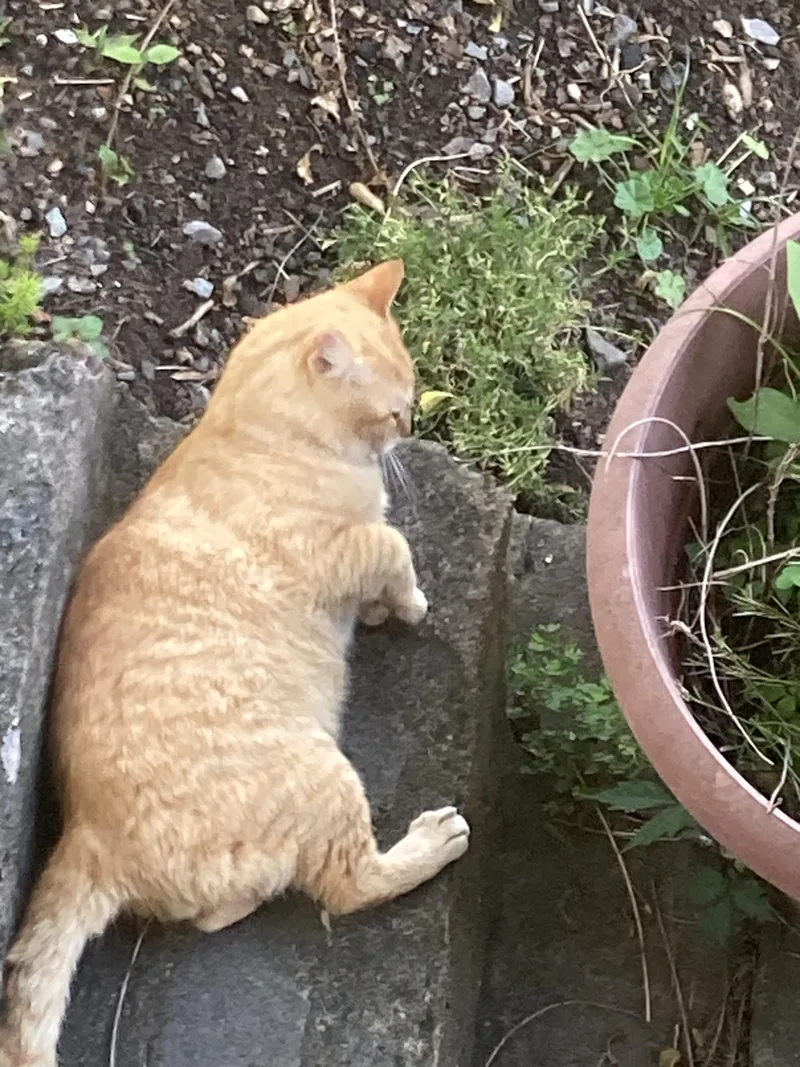 A young medium-sized male Orange / Red Domestic Short Hair cat named Payton for adoption in Johnson City, TN