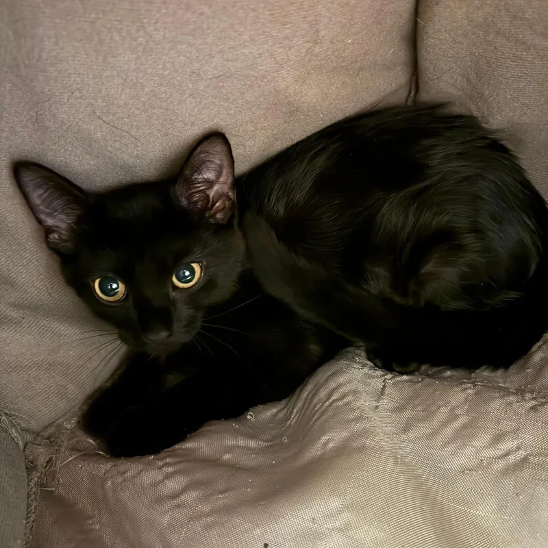 A baby small-sized female Black Domestic Short Hair cat named Beanie for adoption in Concord, NH