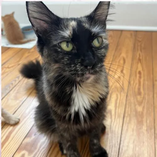 A young medium-sized female Tortoiseshell Domestic Medium Hair cat named Monarch for adoption in Toms River, NJ
