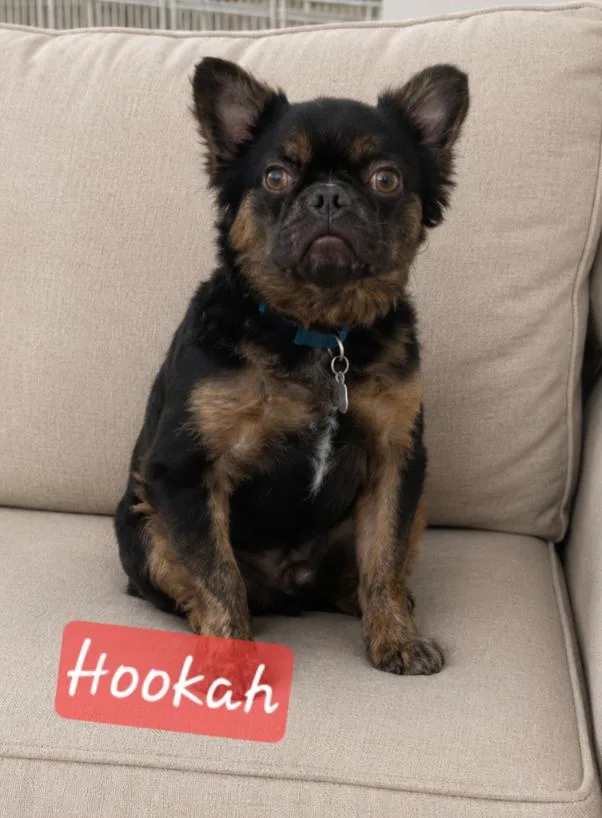 Hookah