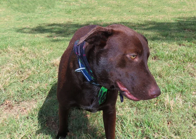A young large-sized male Chocolate Labrador Retriever dog named Caddo CA for adoption in Rogers, AR
