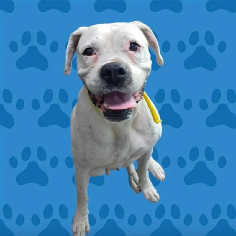 A senior medium-sized female White / Cream Boxer dog named Mary Celeste for adoption in Apple Valley, CA