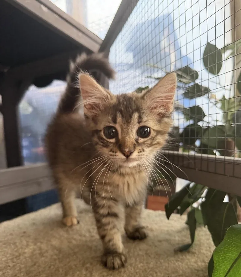 A baby medium-sized female Domestic Short Hair cat named Isabelle for adoption in Salisbury, NC