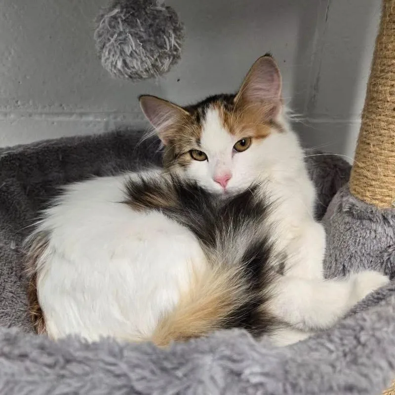 A baby small-sized female Calico Domestic Long Hair cat named Marble for adoption in Roselle, IL