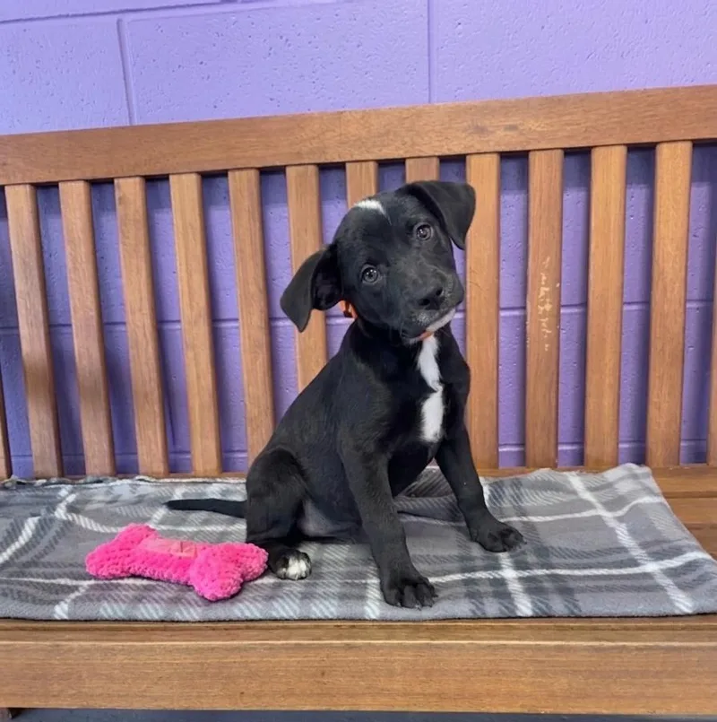 A baby medium-sized female Labrador Retriever dog named Dee Dee for adoption in North Prairie, WI