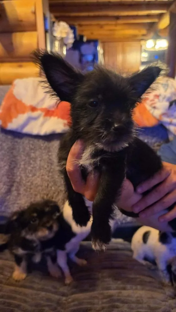 Chorkie Patrol : Sky