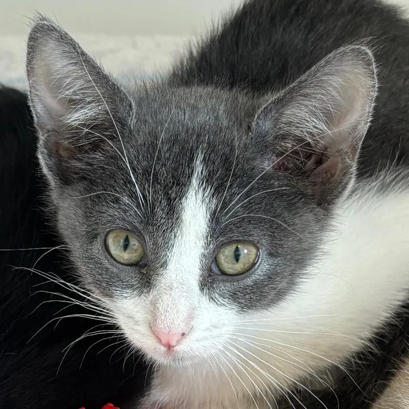 A baby small-sized female Gray / Blue / Silver Domestic Short Hair cat named Pumpkin for adoption in Naperville, IL