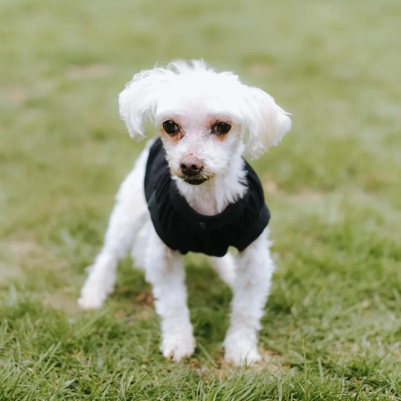 An adult small-sized female White / Cream Poodle dog named Rainbow Brite for adoption in Northbrook, IL