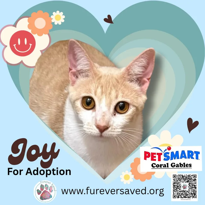 A baby small-sized female Buff & White Domestic Short Hair cat named Joy for adoption in Miami, FL