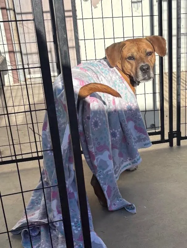 An adult large-sized male Brindle Plott Hound dog named Fantastic Mr. Foxx for adoption in Fort Collins, CO