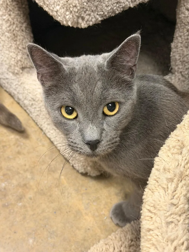 An adult medium-sized male Gray / Blue / Silver Domestic Short Hair cat named Alec for adoption in Spring Lake, NJ