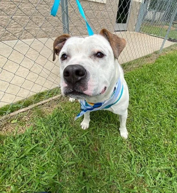 An adult large-sized male White / Cream Pit Bull Terrier dog named Brick for adoption in Fayetteville, AR