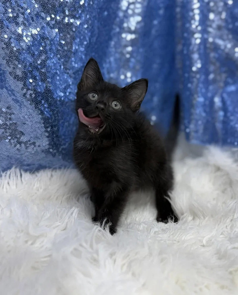 A young medium-sized male Black Domestic Short Hair cat named Apex for adoption in Clarkesville, GA
