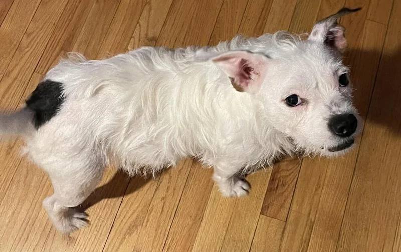 A young small-sized female White / Cream Pit Bull Terrier dog named Gigi for adoption in Clay, NY