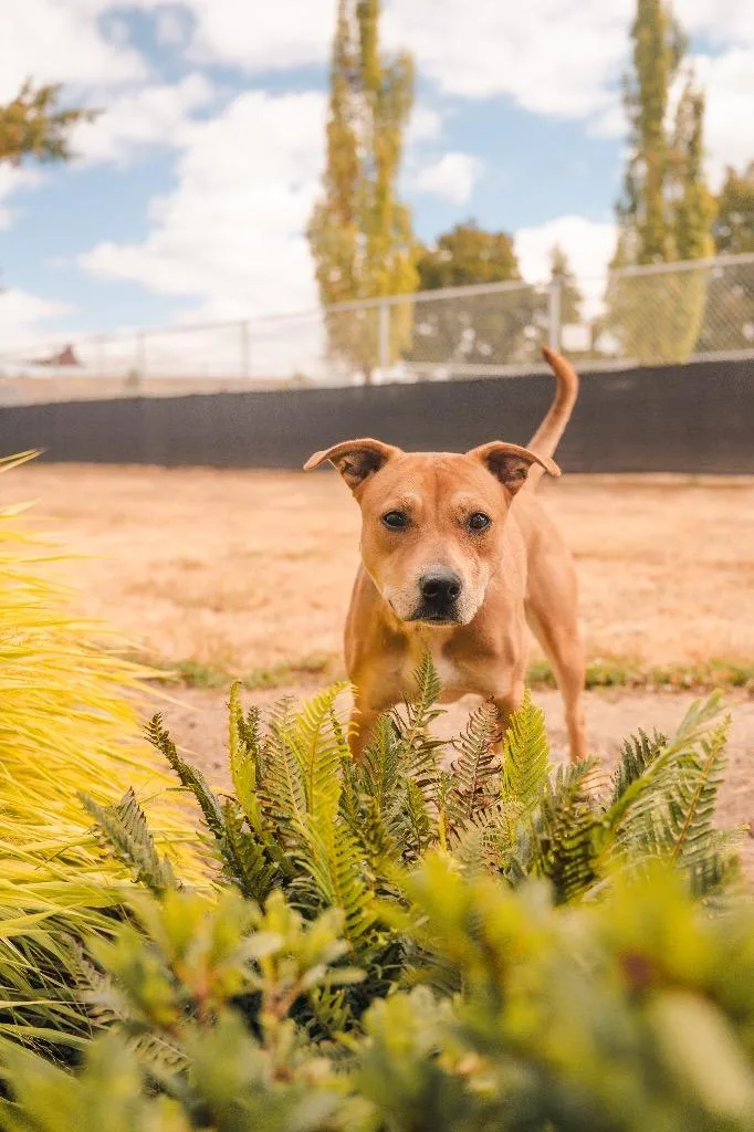 A young medium-sized female Mixed Breed dog named Hannah for adoption in Newberg, OR