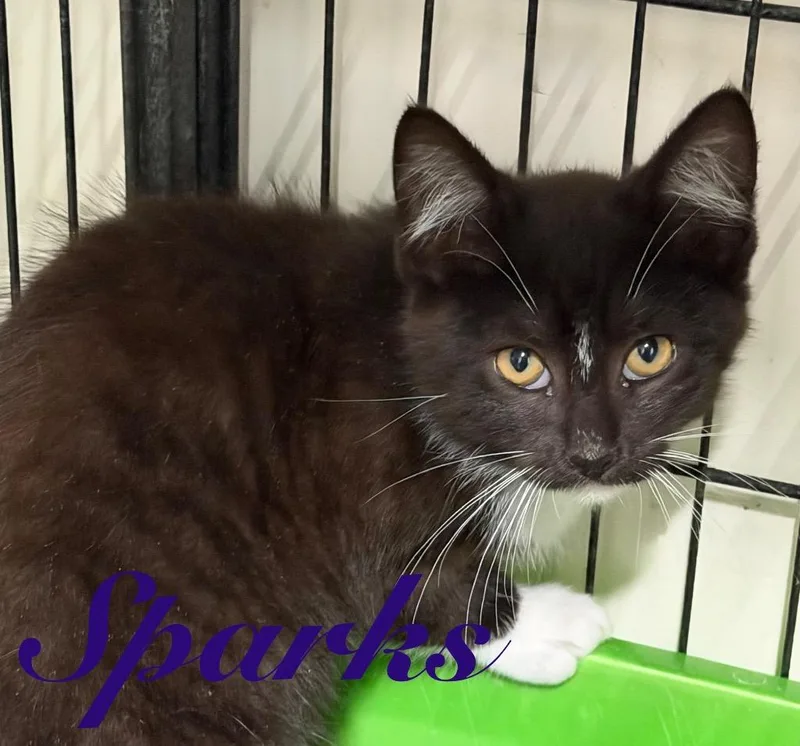 A baby small-sized male Domestic Short Hair cat named Sparks for adoption in Hillsboro, OH